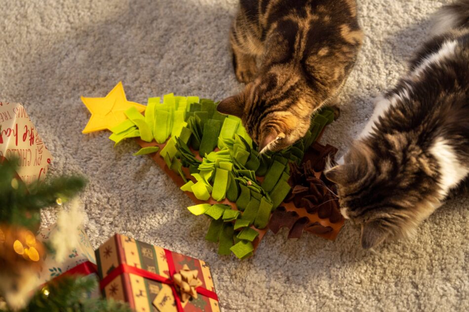 Two cats at Christmas playing with a Christmas tree cat toy