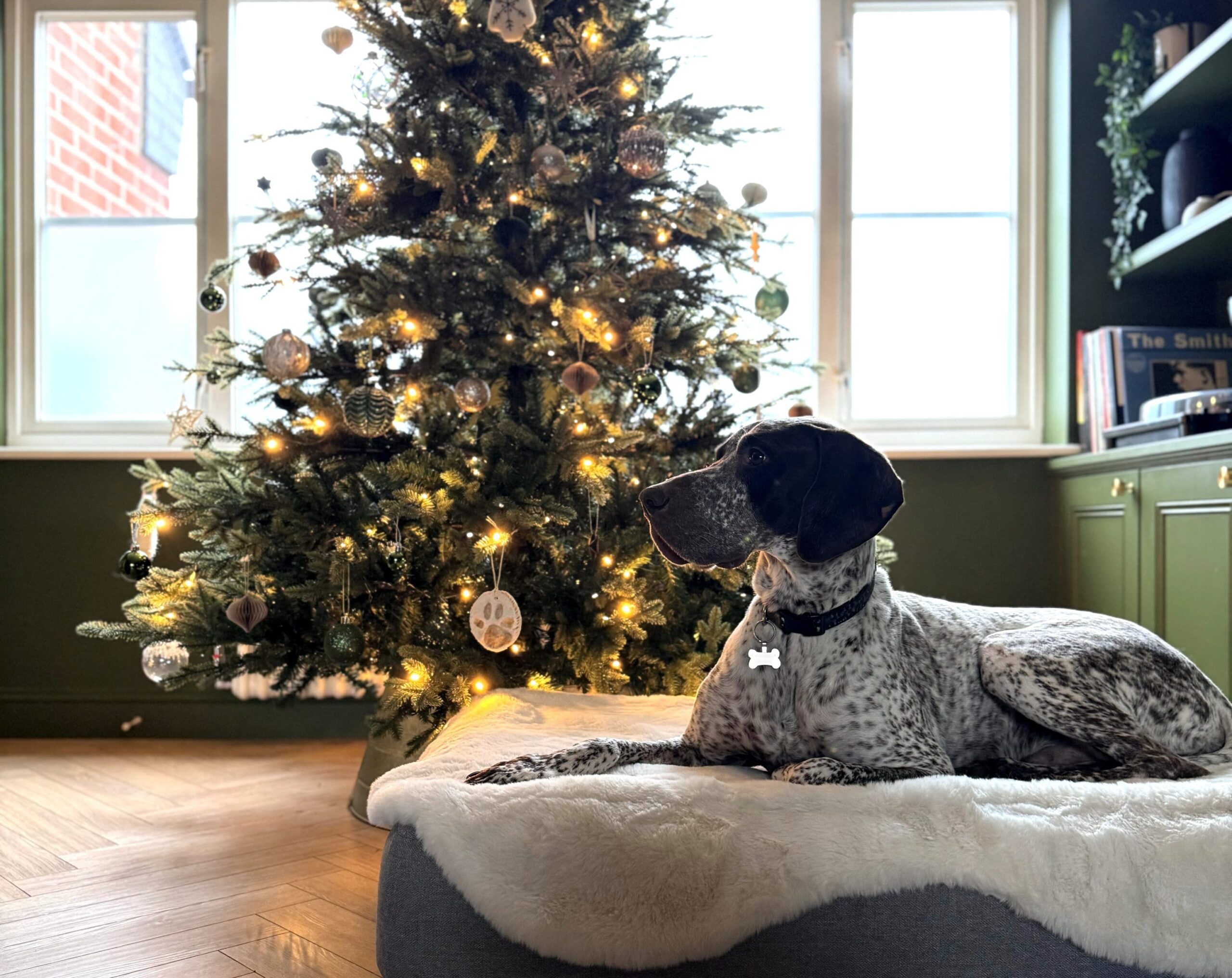 dog on topology bed in front of christmas tree
