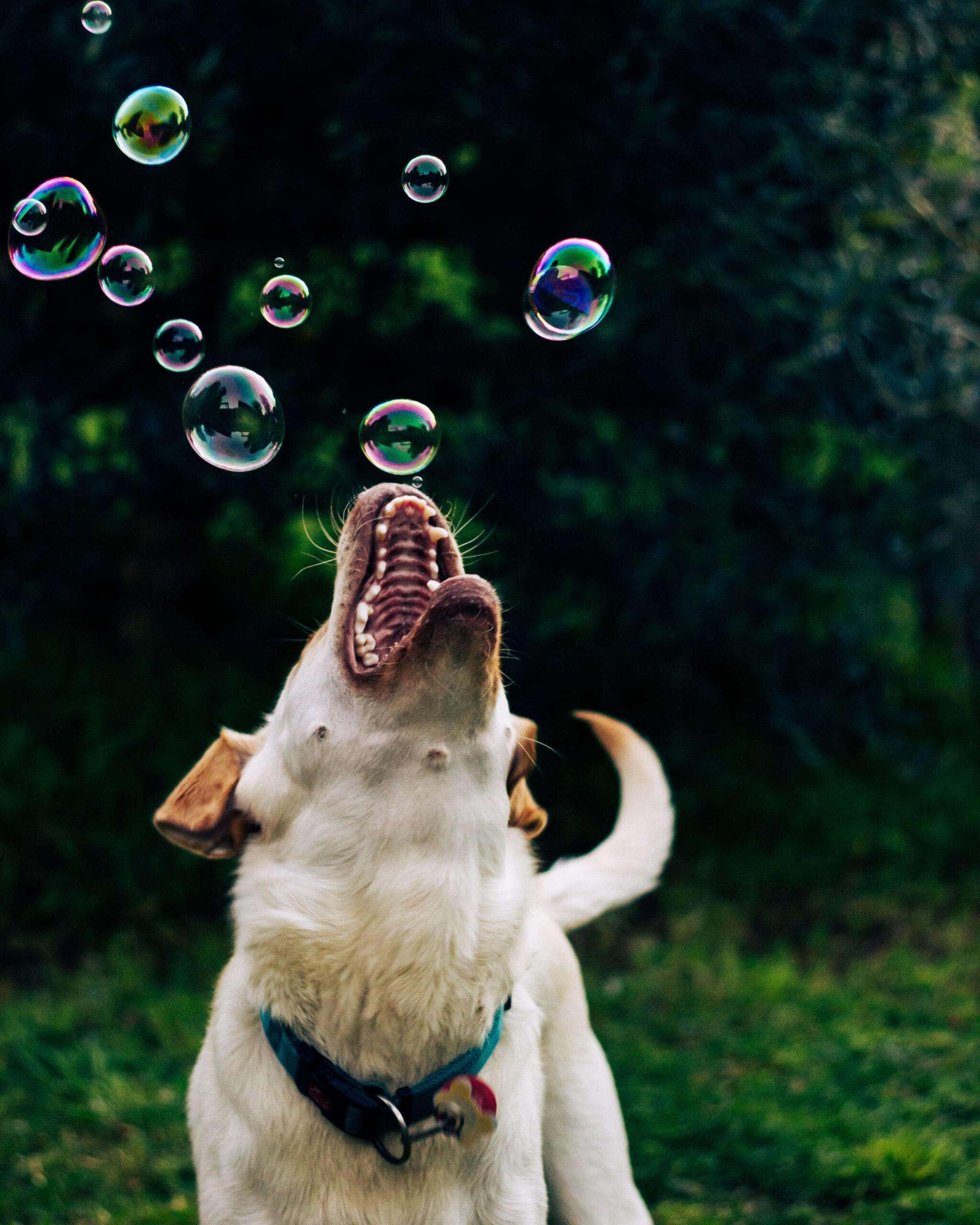 are non toxic bubbles safe for dogs