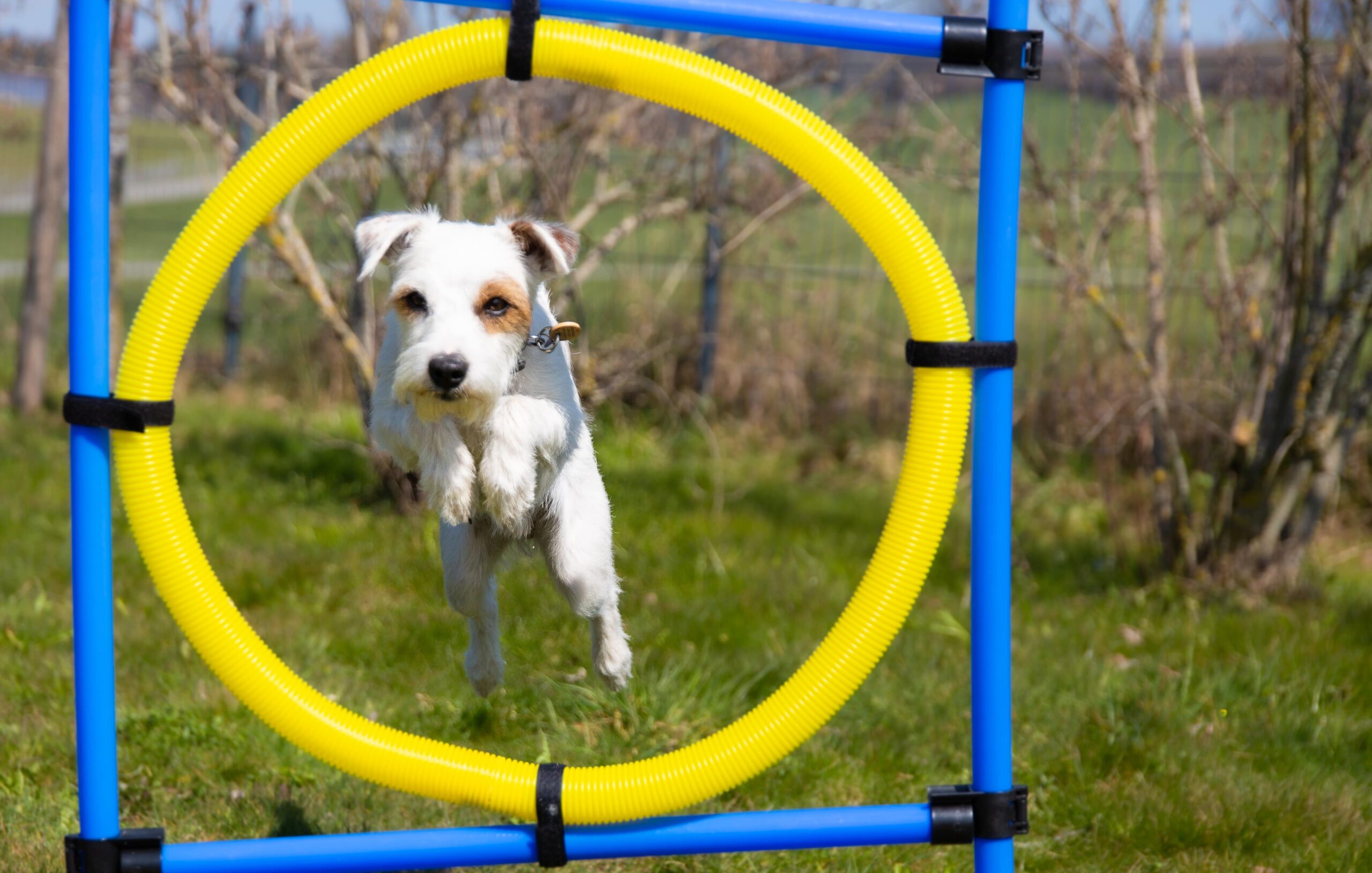 Canine hot sale obstacle course