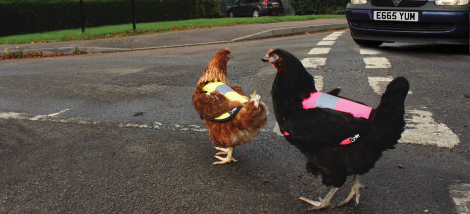 Raising chickens in the city - chickens crossing the road in Omlet High-Vis jackets