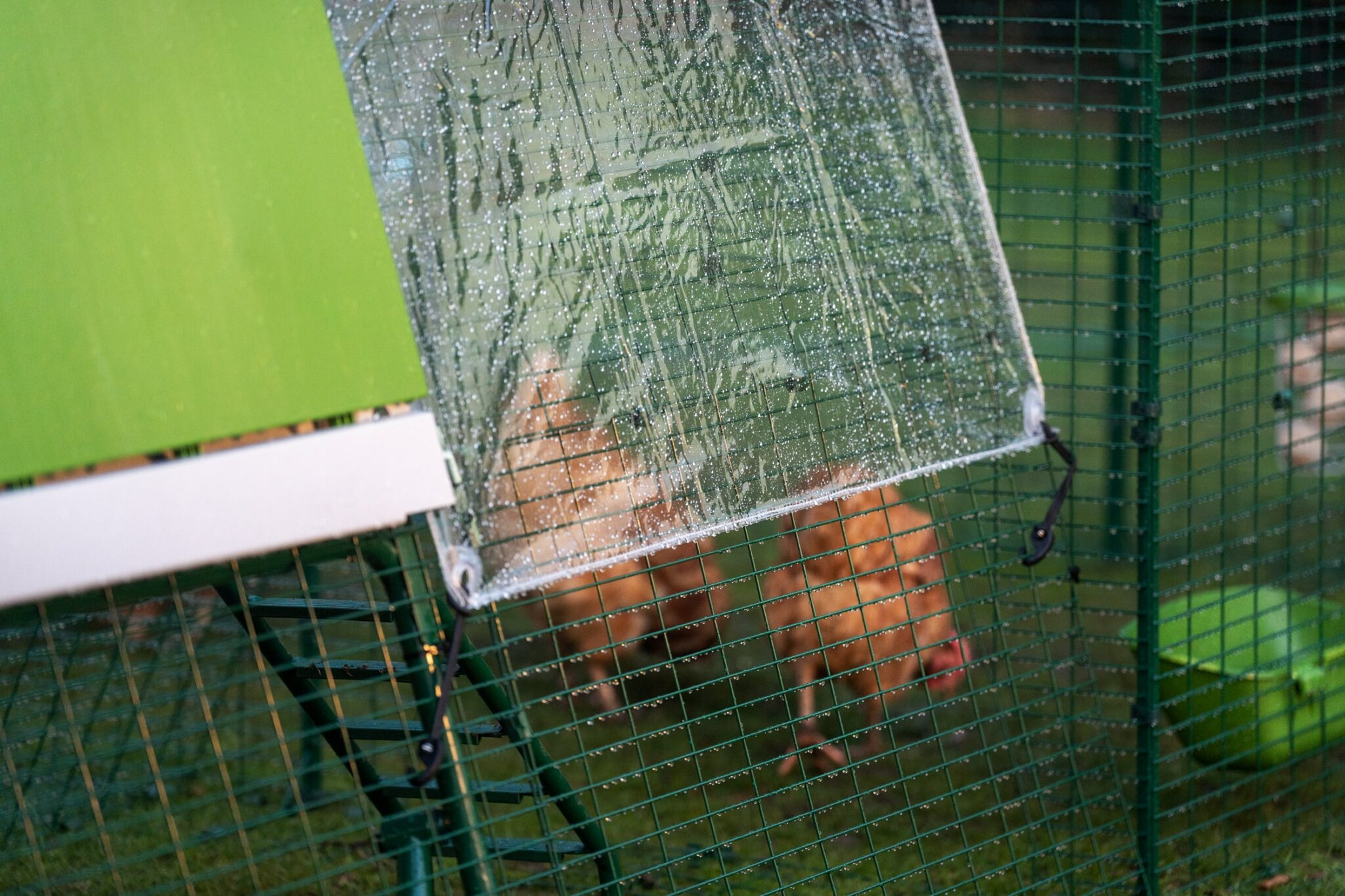 Do chickens like the rain? Omlet Blog UK
