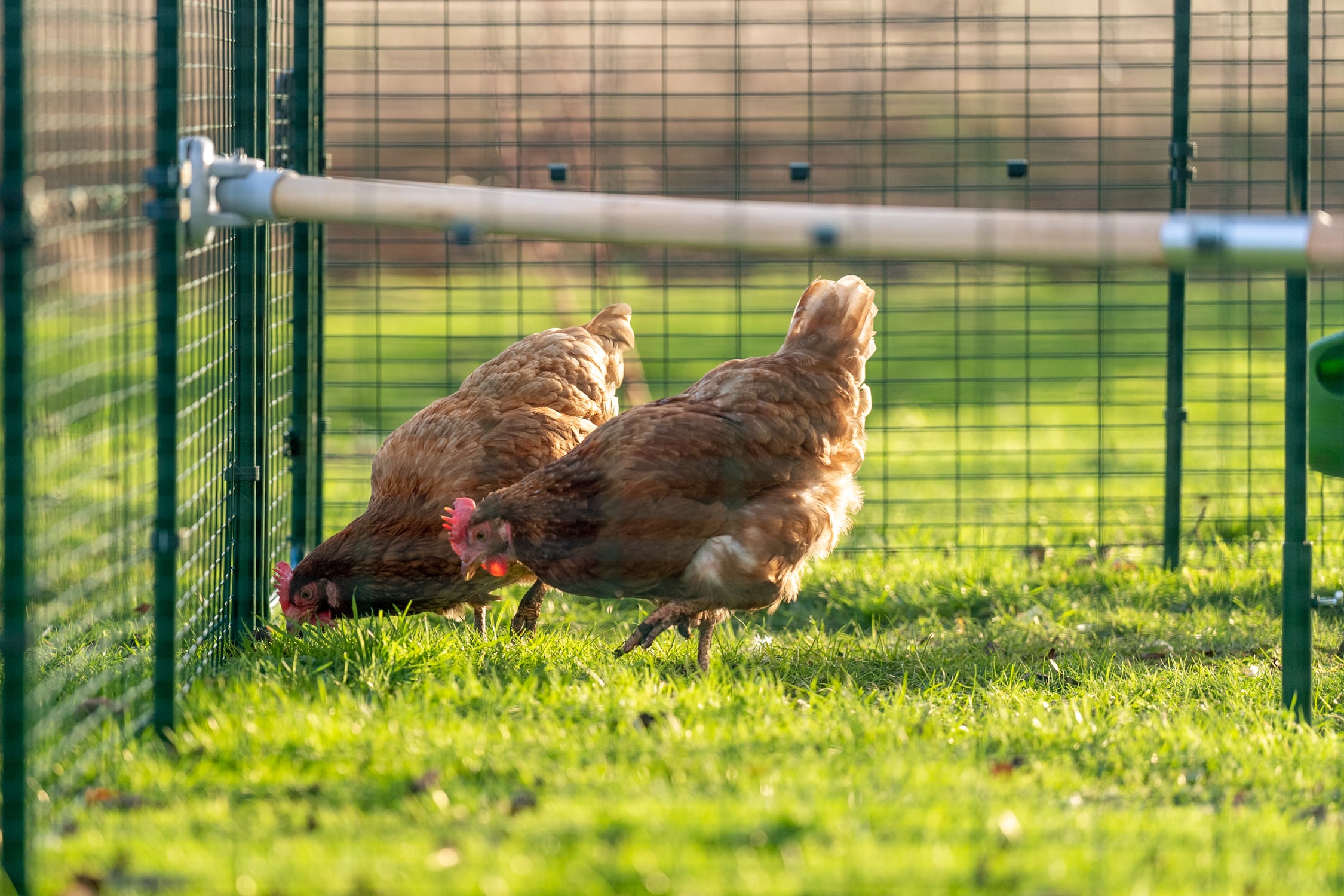 How to Catch a Chicken - Omlet Blog UK