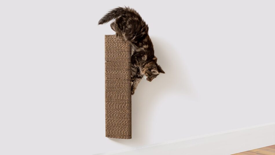 Cat climbing on Omlet wall mounted Stak cat scratcher