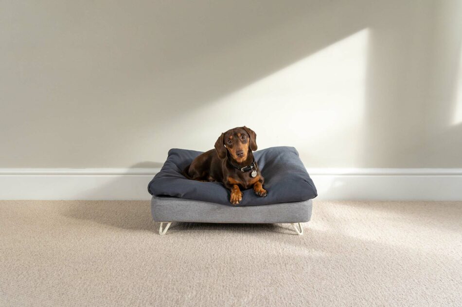 Dachshund on Omlet Topology Dog Bed with Beanbag Topper