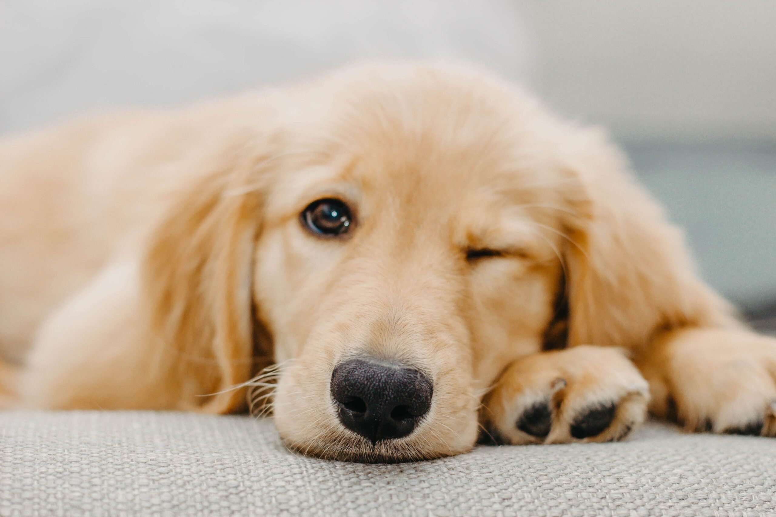Why do golden retriever puppies chew so much? - Omlet Blog UK