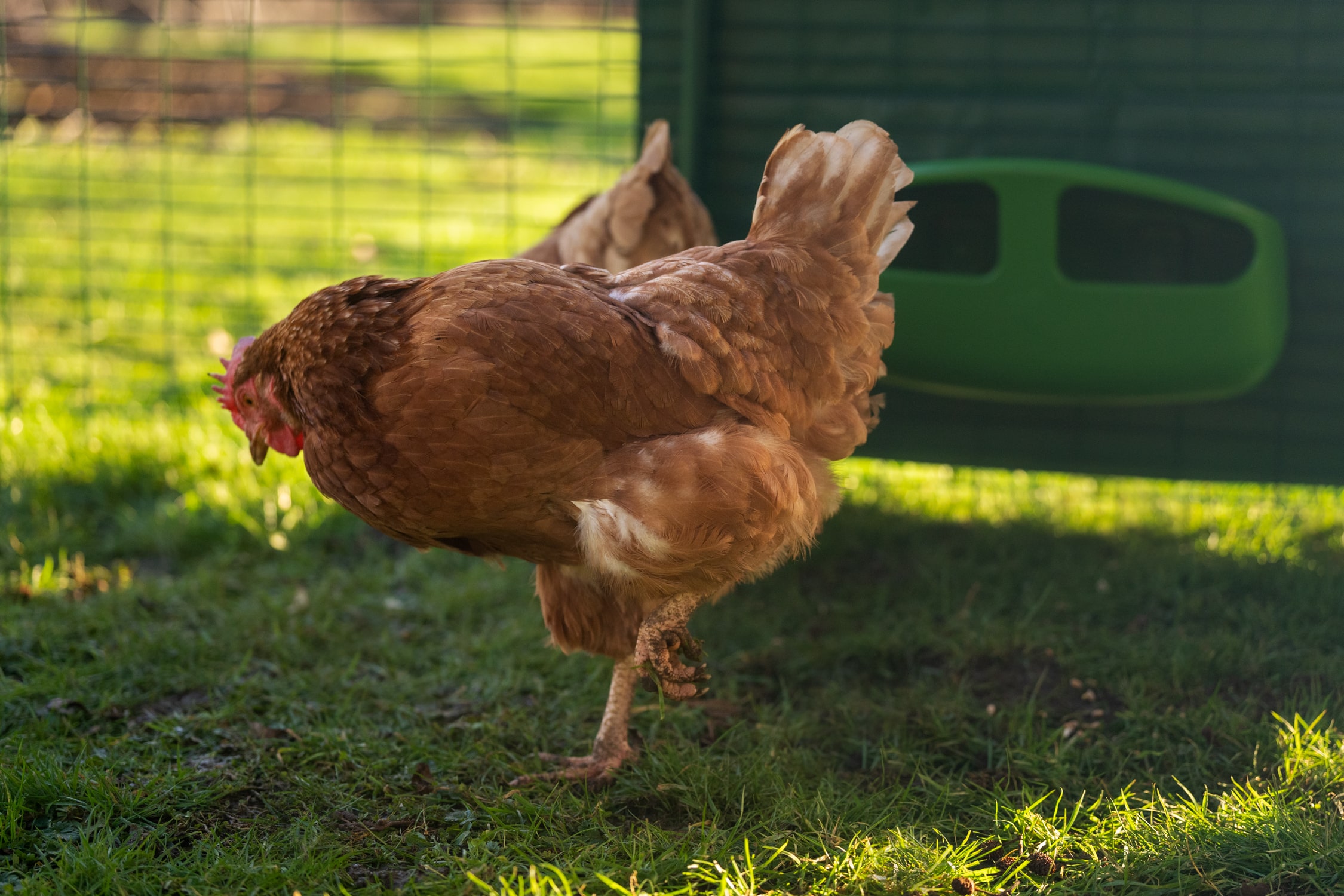 Chicken Fencing  Keeping Chickens: A Beginners Guide