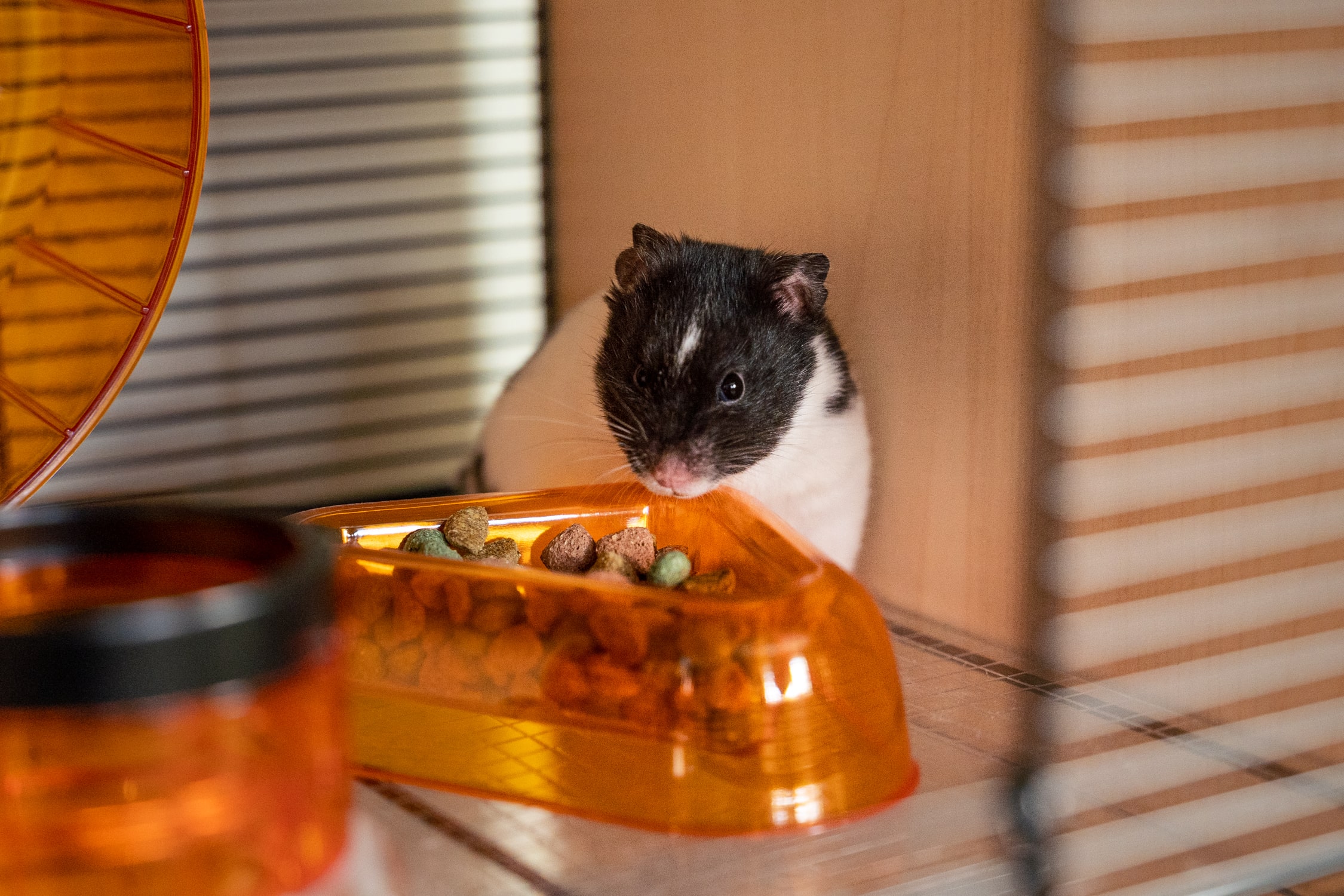 chinese dwarf hamster cages