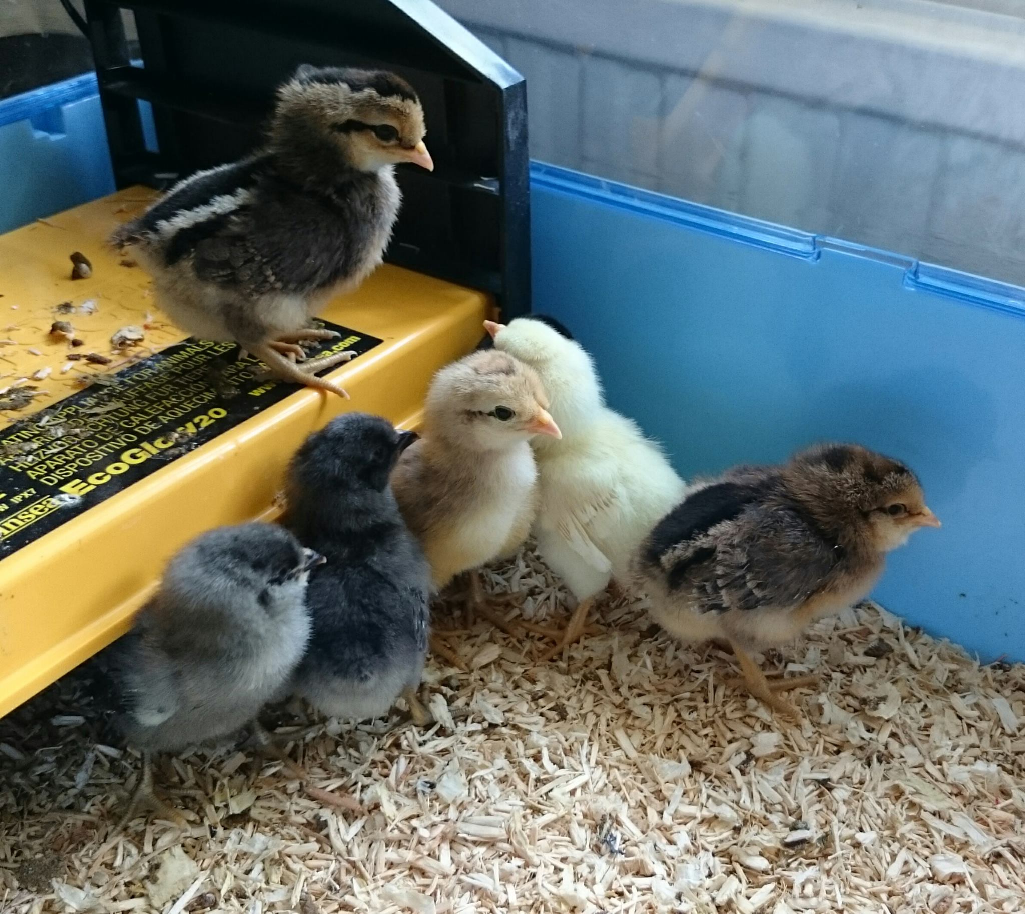 How to transition your chicks into their Eglu chicken coop Omlet Blog UK