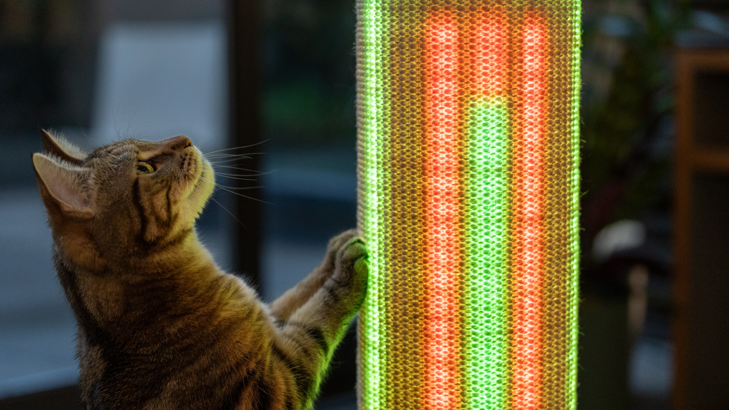 why-do-cats-love-lasers-omlet-blog-uk