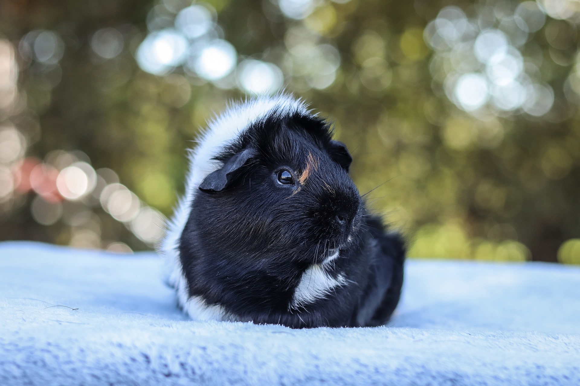 Guinea pigs in sales cold weather