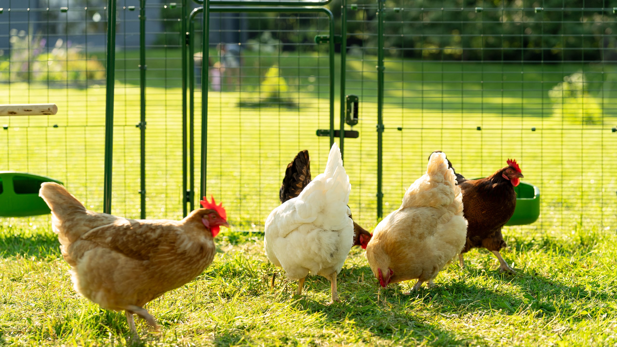 Can you keep chickens and ducks together? Omlet Blog UK