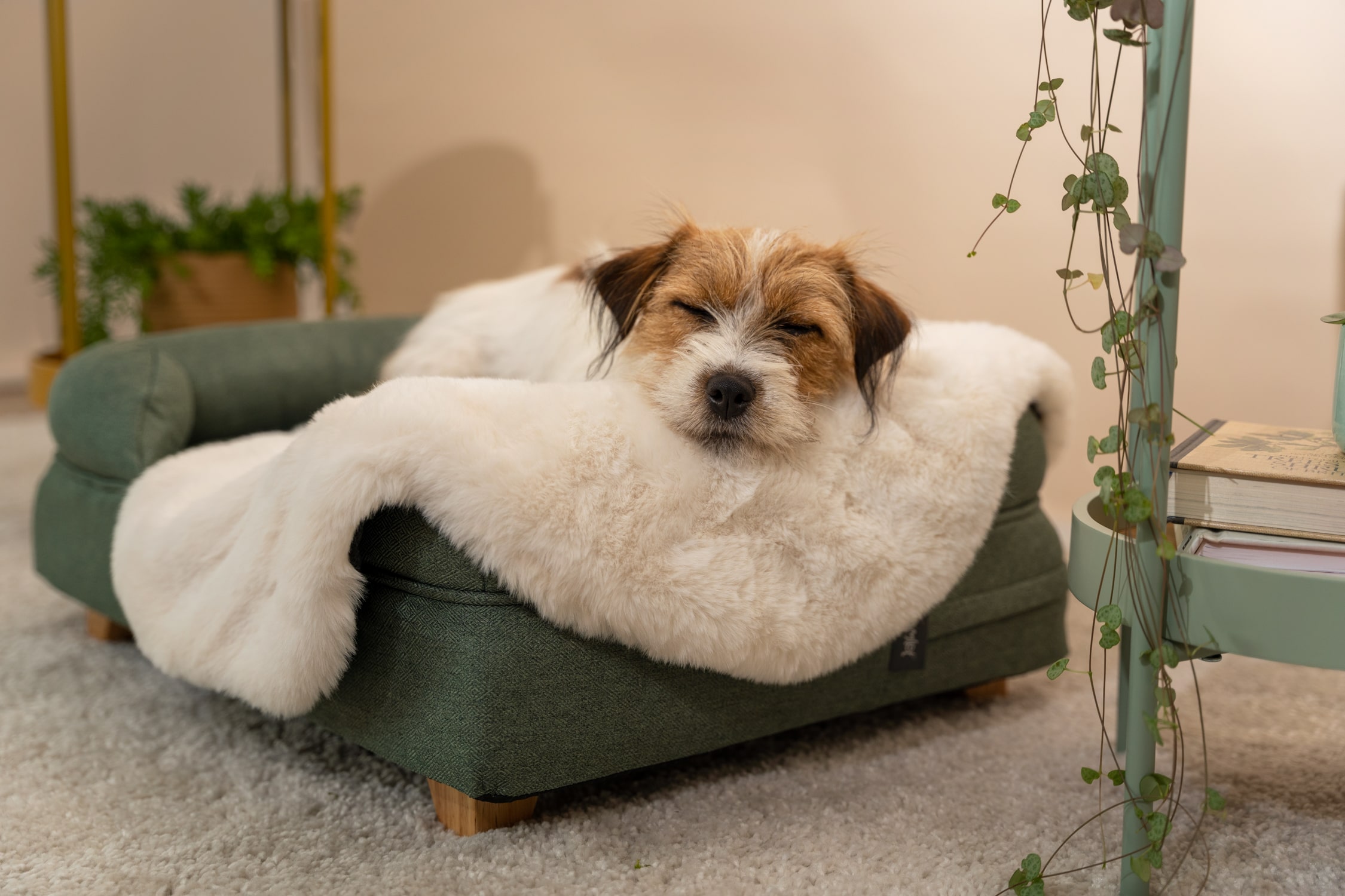 https://blog.omlet.co.uk/wp-content/uploads/sites/9/2023/12/Terrier-asleep-on-Omlet-Bolster-Bed-with-Omlet-Luxury-Faux-Sheepskin-Dog-Blanket.jpg