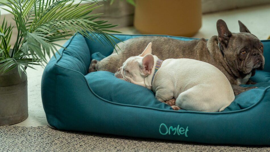 Dog sleeping on an Omlet Nest Bed