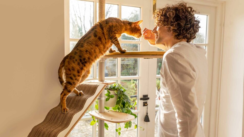 Man with cat playing on the Omlet indoor Freestyle cat tree