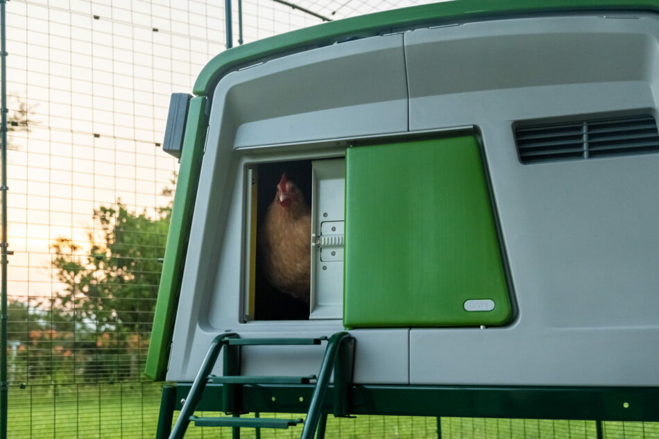 chicken emerging from eglu cube chicken coop with automatic door opening