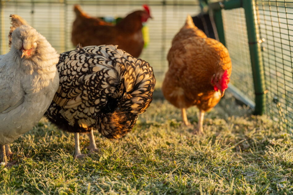 chickens foraging for insects in a chicken coop run