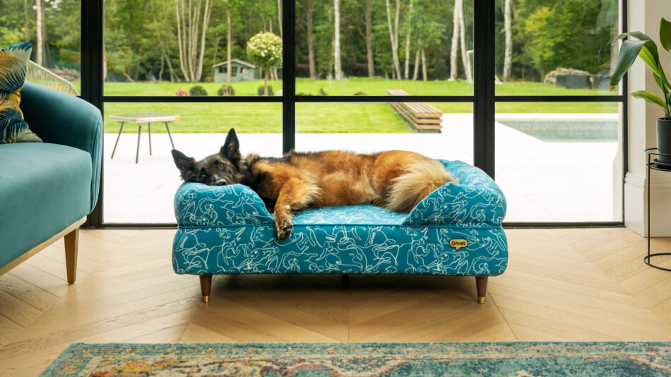 German Shepherd on the Omlet Bolster dog bed