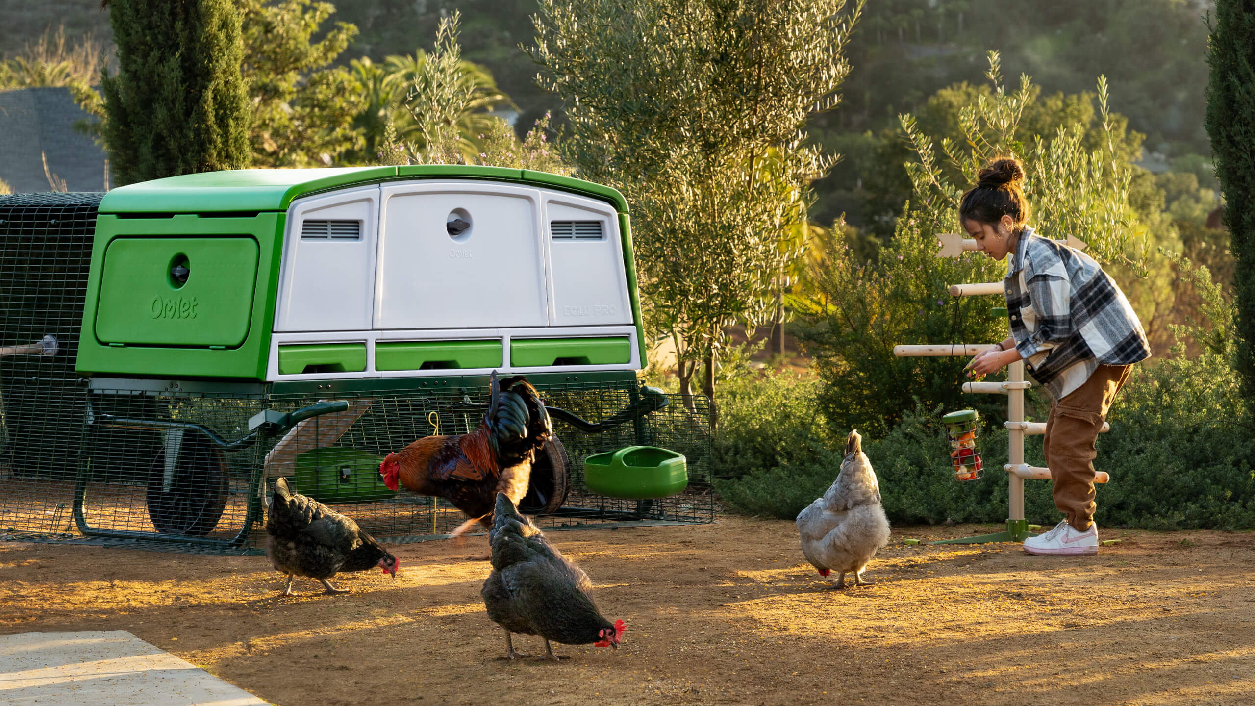 what-is-a-chicken-dust-bath-omlet-blog-uk