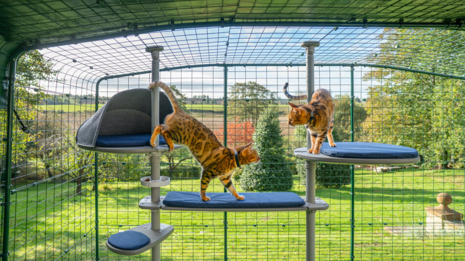 Two cats climbing on the outdoor Freestyle cat tree in the Omlet Catio
