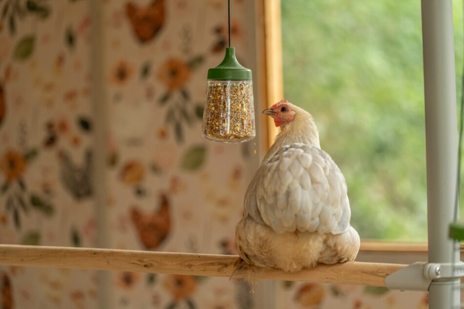 chicken using peck toy sitting on an omlet poletree chicken perch