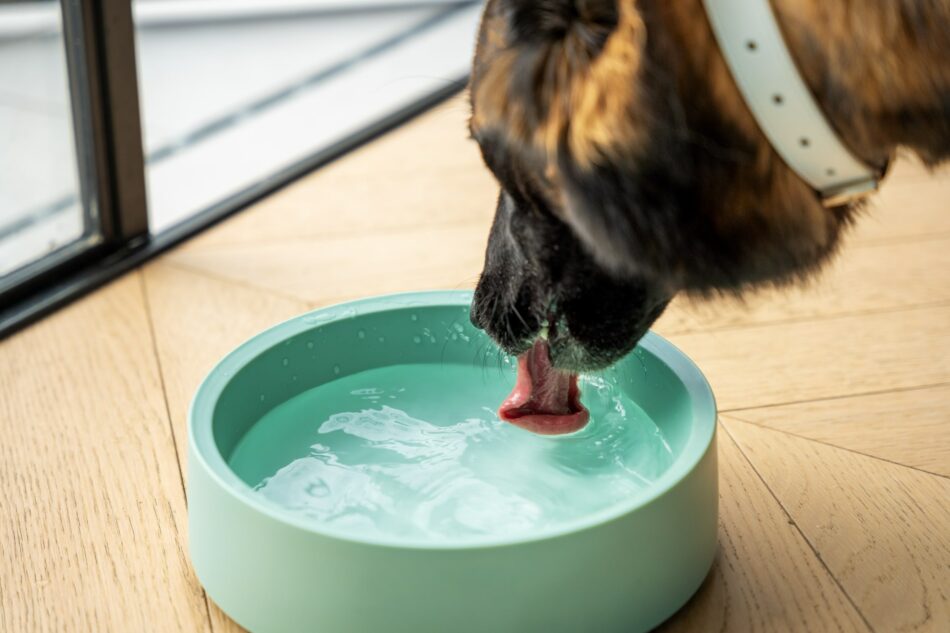 dog drinking from sage green dog bowl