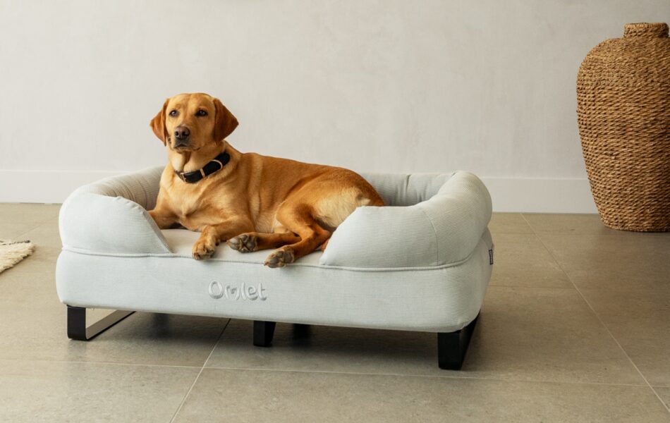golden labrador on bolster bed