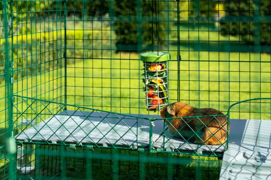guinea pig eating from treat caddi