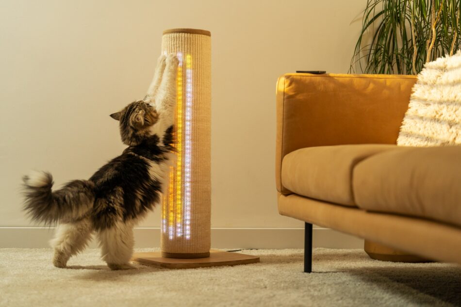 switch cat scratcher yellow lights