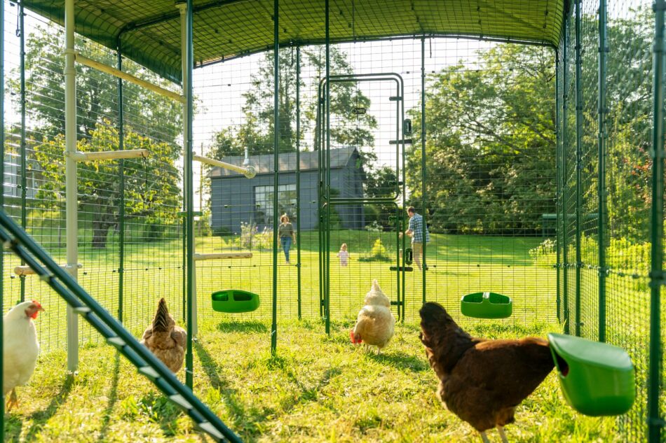 walk in run with chickens and chicken accessories