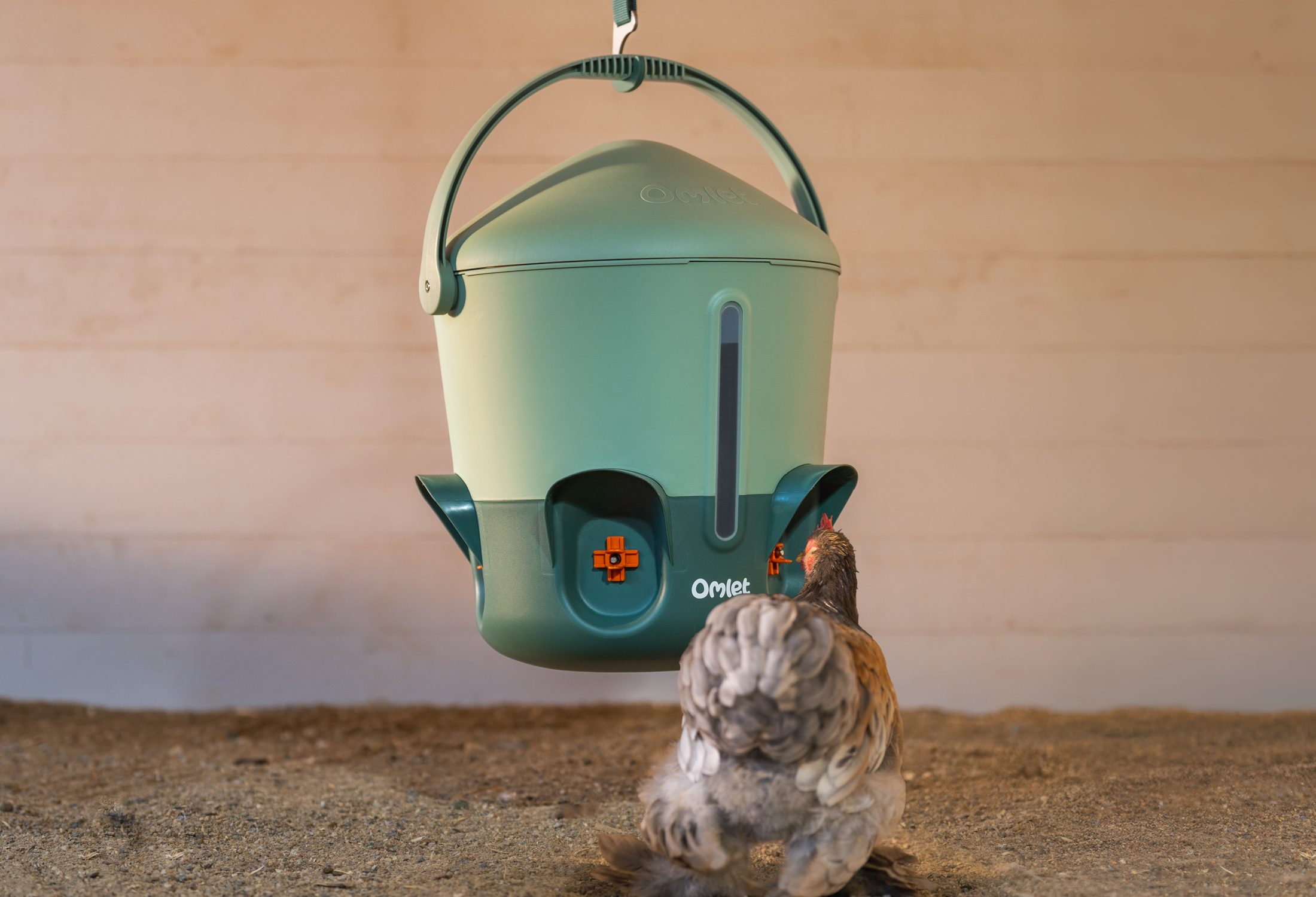 chicken drinking from hanging nipple chicken drinker