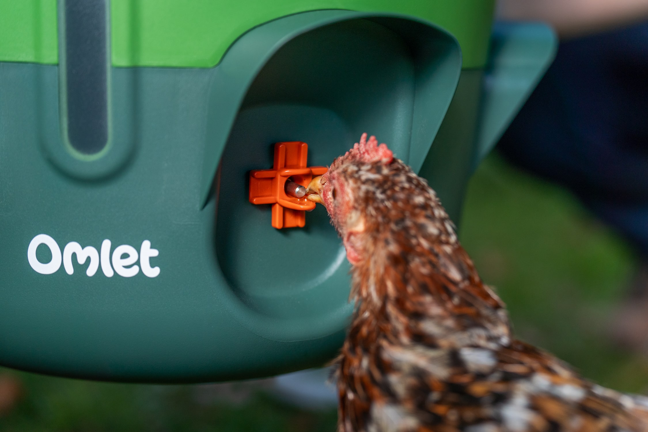 chicken pecking at water nipple drinker