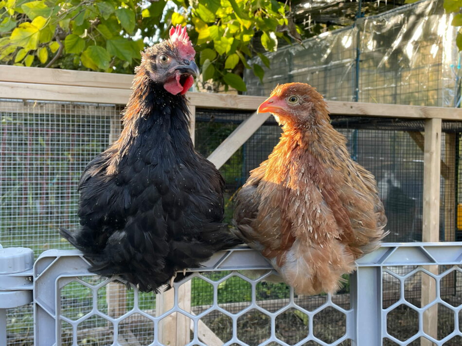 two chickens perching on a fence in front of a chicken run