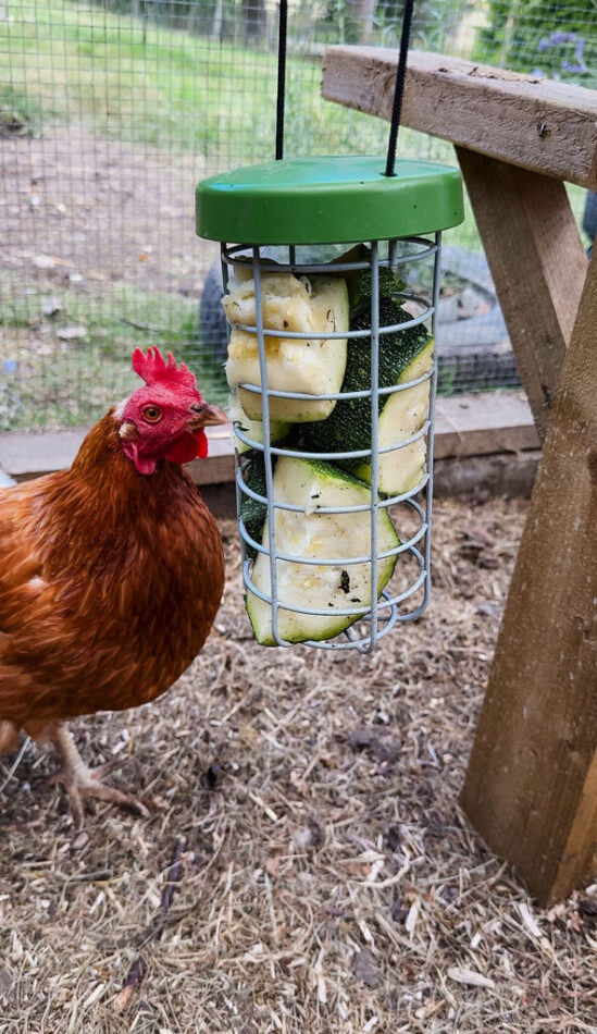 A chicken eating courgette out of an Omlet peck you 