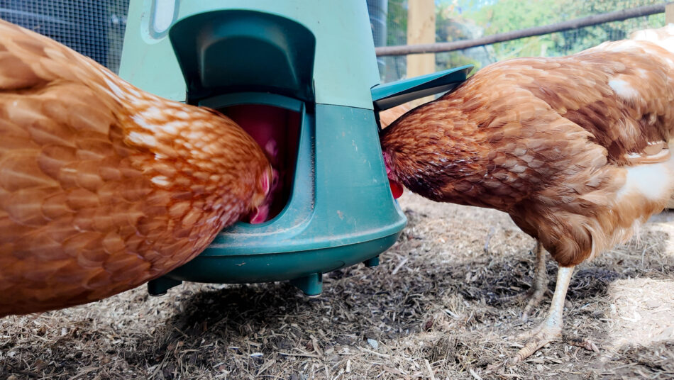 Two chickens eating out of the Omlet Smart No Waste Feeder