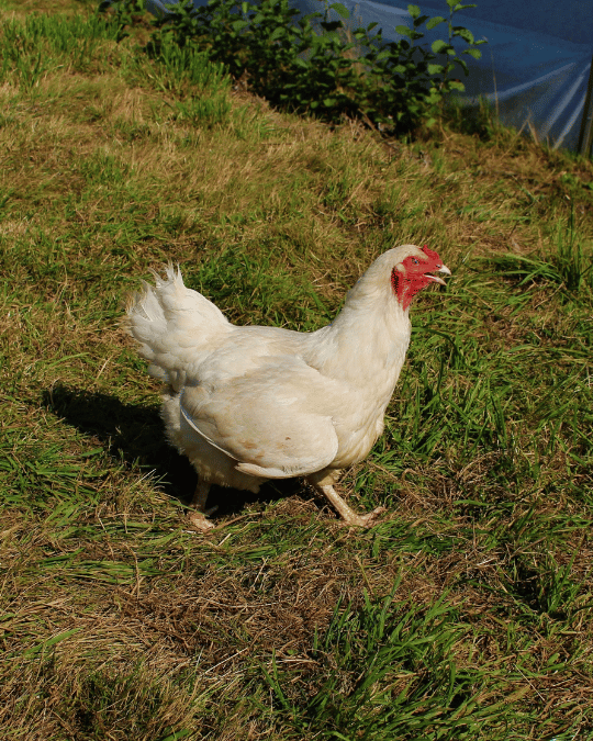 Ixworth hen walking on grass
