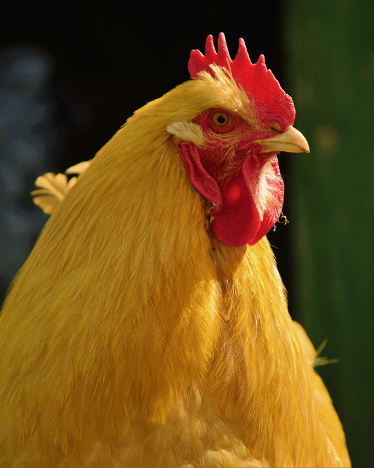 Buff Orpington close up shot 