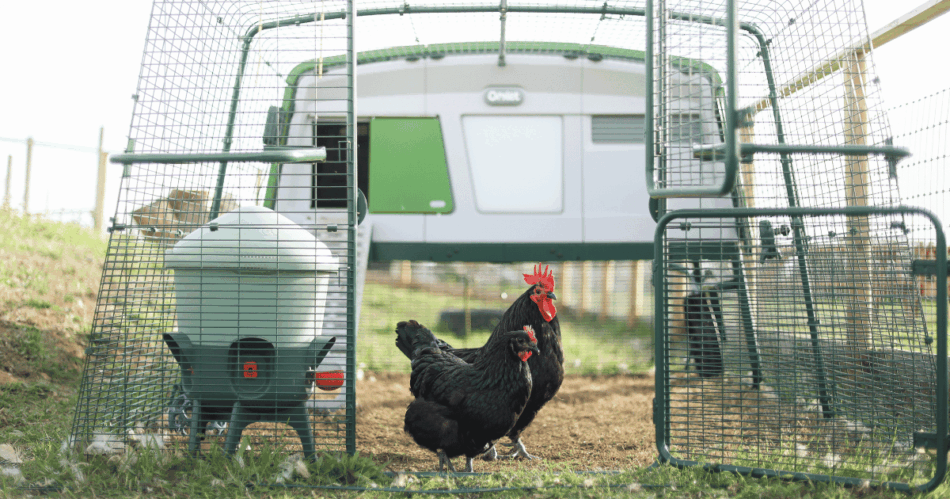 Two Scots Dumpy chickens in an Eglu Pro coop