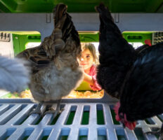 Girl looking inside the Eglu Pro at chickens