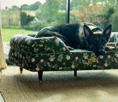 German Shepherd dog lying indoors on Omlet Bolster dog bed in Midnight Meadow print